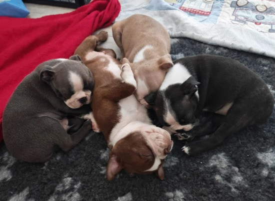 Boston Terrier Puppies Available 