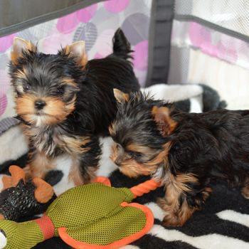 Precious Yorkie Babies
