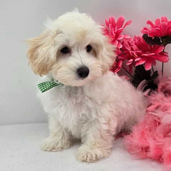 JARVIS – MALTIPOO PUPPY