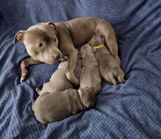 Staffordshire Bull Terrier Pups