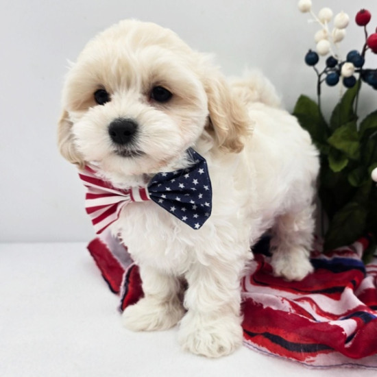 RINGO – MALTIPOO PUPPY