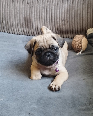 Pug puppies for sale 