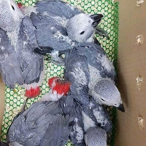 African grey parrots for sale