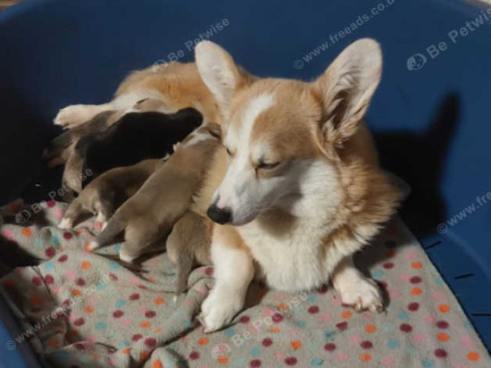  Kc Registered Pembrokeshire Corgi puppies 