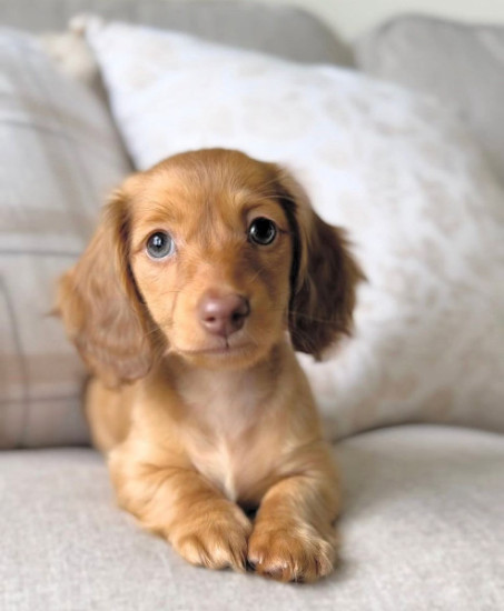 Outstanding Dachshund puppies for re homing.