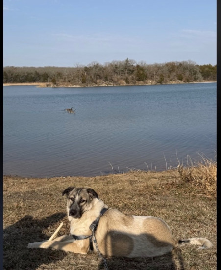 German Shepherd Needs Rehoming 