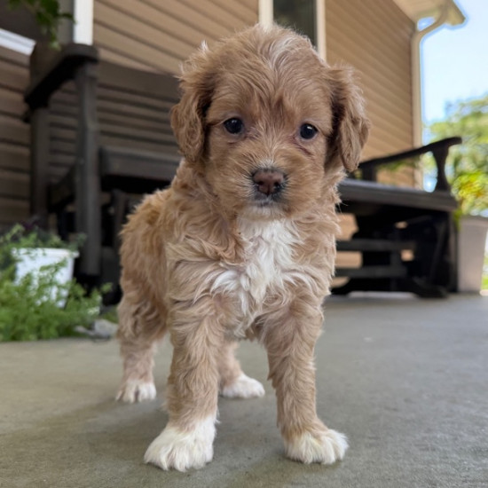 QUEENIE – GOLDENDOODLE PUPPY