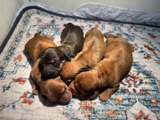 225-290-9000 - Dachshund puppies born 5/7/2025 - 