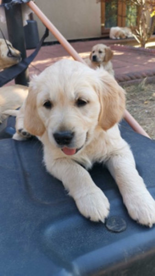  KC Adorable Golden Retriever Puppies 