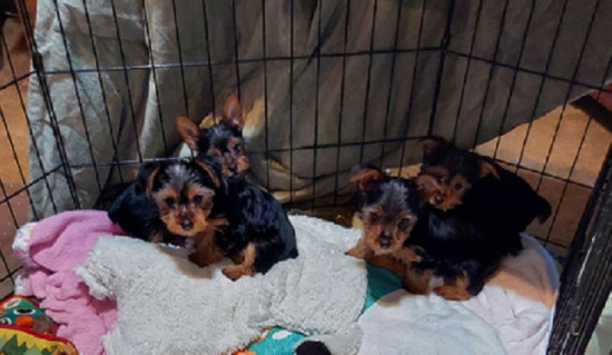 Beauties Adorable Yorkie Terrier&#039;s 2 F &amp; 2 M 