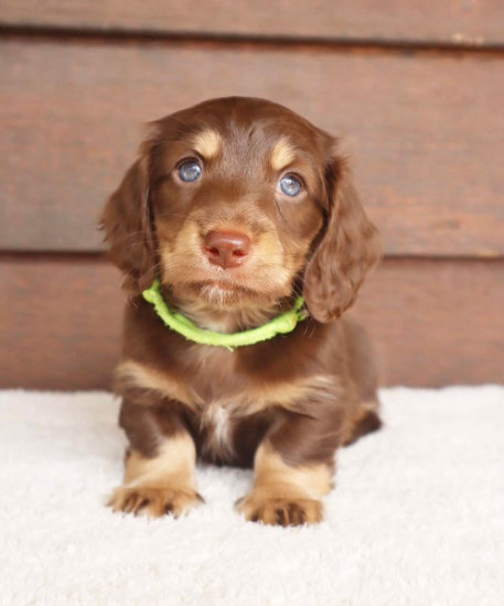 Awesome mini Dachshund Puppies 