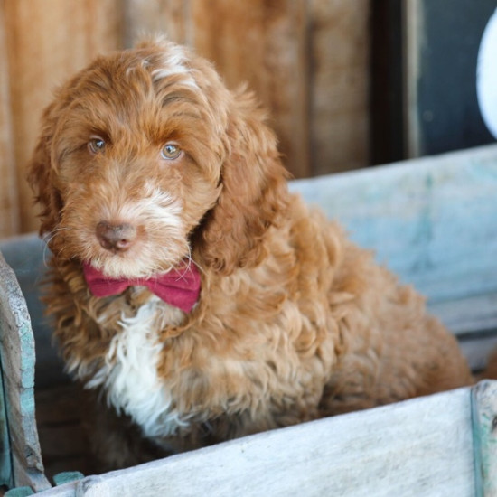 QUEENIE – GOLDENDOODLE PUPPY
