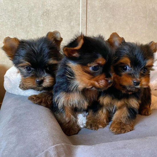 Loving Yorkie Companions