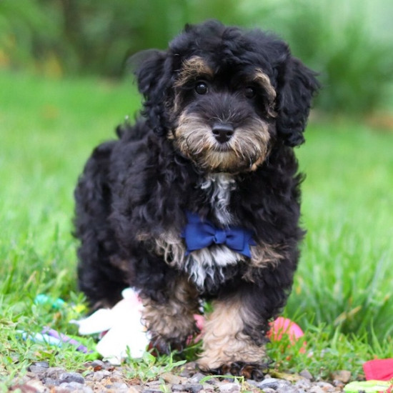 EVAN – HAVAPOO PUPPY